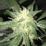 семена культурной конопли купить Auto OG Kush feminised Nirvana Seeds семена культурной конопли купить Auto OG Kush feminised Nirvana Seeds