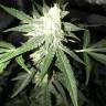 семена конопли индика Auto OG Kush feminised Nirvana Seeds семена конопли индика Auto OG Kush feminised Nirvana Seeds