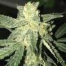 семена конопли для посадки купить Auto OG Kush feminised Nirvana Seeds семена конопли для посадки купить Auto OG Kush feminised Nirvana Seeds