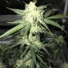 семена конопли курьером Auto OG Kush feminised Nirvana Seeds семена конопли курьером Auto OG Kush feminised Nirvana Seeds