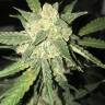 семена конопли для курения Auto OG Kush feminised Nirvana Seeds семена конопли для курения Auto OG Kush feminised Nirvana Seeds