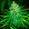Daken feminised GanjaVIP Seeds Daken feminised GanjaVIP Seeds