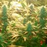 Daken feminised GanjaVIP Seeds Daken feminised GanjaVIP Seeds