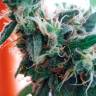 Daken feminised GanjaVIP Seeds Daken feminised GanjaVIP Seeds