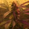 семена конопли скороспелый купить Auto Short Rider feminised Nirvana Seeds семена конопли скороспелый купить Auto Short Rider feminised Nirvana Seeds