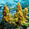 Недорогие семена конопли Auto Northern Hog feminised Ganja Seeds Недорогие семена конопли Auto Northern Hog feminised Ganja Seeds