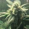 Семена марихуаны Auto Hell’s Angel OG feminised Ganja Seeds заказать Семена марихуаны Auto Hell’s Angel OG feminised Ganja Seeds заказать