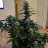 семена конопли в оригинальных упаковках Anesthesia regular Ganja Seeds семена конопли в оригинальных упаковках Anesthesia regular Ganja Seeds