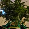 семена конопли недорого Anesthesia regular Ganja Seeds семена конопли недорого Anesthesia regular Ganja Seeds