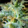 заказ семян конопли Anesthesia regular Ganja Seeds заказ семян конопли Anesthesia regular Ganja Seeds
