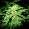 семена индийской конопли Auto OG Kush feminised семена индийской конопли Auto OG Kush feminised