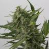 мощные семена конопли Auto OG Kush feminised мощные семена конопли Auto OG Kush feminised