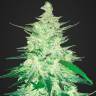 семена конопли Москва Auto CBD Crack feminised Fast Buds семена конопли Москва Auto CBD Crack feminised Fast Buds