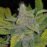 семена индийской конопли Auto CBD Crack feminised Fast Buds семена индийской конопли Auto CBD Crack feminised Fast Buds