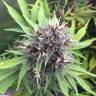 Havok feminised GanjaVIP Seeds Havok feminised GanjaVIP Seeds
