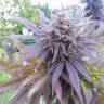 Havok feminised GanjaVIP Seeds Havok feminised GanjaVIP Seeds