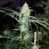 заказать на сайте семена конопли Hash Plant regular Ganja Seeds заказать на сайте семена конопли Hash Plant regular Ganja Seeds