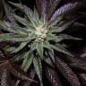 семена индийской конопли LA Confidential regular DNA Genetics семена индийской конопли LA Confidential regular DNA Genetics