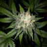 семена конопли в фирменной упаковке Auto White Widow feminised Nirvana Seeds семена конопли в фирменной упаковке Auto White Widow feminised Nirvana Seeds