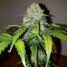 семена конопли f1 в оригинальной упаковке Auto White Widow feminised Nirvana Seeds семена конопли f1 в оригинальной упаковке Auto White Widow feminised Nirvana Seeds