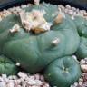 Заказать семена кактуса Lophophora diffusa var. lutea Заказать семена кактуса Lophophora diffusa var. lutea