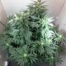Hyperion feminised GanjaVIP Seeds
