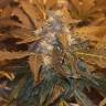 семена конопли G13 regular семена конопли G13 regular