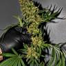 купить семена конопли G13 regular купить семена конопли G13 regular