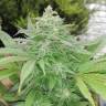 семена сортовой конопли G13 regular семена сортовой конопли G13 regular