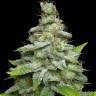 Haze regular Ganja Seeds