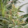 семена сортовой конопли Auto Amnesia XXL feminised Dinafem Seeds семена сортовой конопли Auto Amnesia XXL feminised Dinafem Seeds