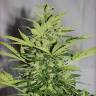 семена конопли медицинской Auto Supreme CBD Lemon OG feminised Nirvana Seeds семена конопли медицинской Auto Supreme CBD Lemon OG feminised Nirvana Seeds