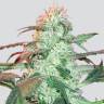 семена сортовой конопли Auto Supreme CBD Lemon OG feminised Nirvana Seeds семена сортовой конопли Auto Supreme CBD Lemon OG feminised Nirvana Seeds