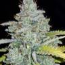 семена конопли как купить Auto Sour Diesel feminised семена конопли как купить Auto Sour Diesel feminised