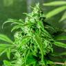 Juggernaut feminised GanjaVIP Seeds Juggernaut feminised GanjaVIP Seeds