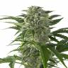 Juggernaut feminised GanjaVIP Seeds Juggernaut feminised GanjaVIP Seeds