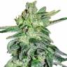 Juggernaut feminised GanjaVIP Seeds Juggernaut feminised GanjaVIP Seeds
