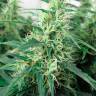 Juggernaut feminised GanjaVIP Seeds Juggernaut feminised GanjaVIP Seeds
