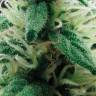 Juggernaut feminised GanjaVIP Seeds Juggernaut feminised GanjaVIP Seeds