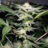 Juggernaut feminised GanjaVIP Seeds Juggernaut feminised GanjaVIP Seeds