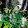 Juggernaut feminised GanjaVIP Seeds Juggernaut feminised GanjaVIP Seeds