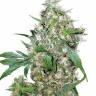 где купить семена конопли Auto Big Devil #2 regular где купить семена конопли Auto Big Devil #2 regular