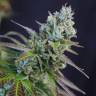 заказ семян конопли Спб Hercules regular Ganja Seeds заказ семян конопли Спб Hercules regular Ganja Seeds