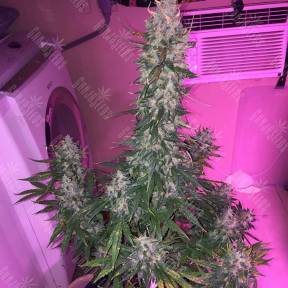 Auto Siberian Haze regular Ganja Seeds