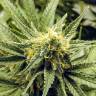 качественные семена конопли AK-48 feminised Nirvana Seeds качественные семена конопли AK-48 feminised Nirvana Seeds
