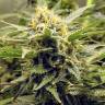 семена конопли феминизированные AK-48 feminised Nirvana Seeds семена конопли феминизированные AK-48 feminised Nirvana Seeds