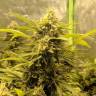 урожайные семена конопли AK-48 feminised Nirvana Seeds урожайные семена конопли AK-48 feminised Nirvana Seeds