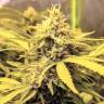 семена конопли в оригинальных упаковках AK-48 feminised Nirvana Seeds семена конопли в оригинальных упаковках AK-48 feminised Nirvana Seeds