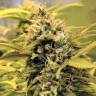 семена конопли недорого AK-48 feminised Nirvana Seeds семена конопли недорого AK-48 feminised Nirvana Seeds