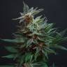 конопля семена сорта заказать Arjan's Strawberry Haze feminised Green House Seeds конопля семена сорта заказать Arjan's Strawberry Haze feminised Green House Seeds